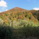 もうじき登山口まで下りてきました、山陰で暗くなった山道の向こうには紅葉の山が光り輝いています