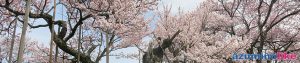 2017/4/10 ＜日本三大ザクラ＞の神代桜：山梨県北杜市にある山高神代桜は推定樹齢2,000年とも言われ、支える柱もハンパではありません。