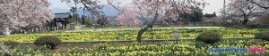 2017/4/10 神代桜の脇の風景：お寺の境内には桜に競って咲く草花も色艶やかです。