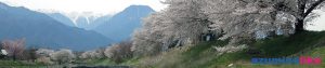 2017/4/20 安曇野・早春賦の桜：恒例となったご近所さんとの花見宴会、当日は満開の桜でした。