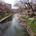 松川沿いの桜：富山駅から歩いて数分の松川沿いには桜が咲き始めました。川と桜、相性がいいですね。