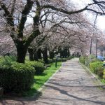 松川沿いの桜並木：桜並木の沿道はよく整備されていて、散策にもテンションが上がります。