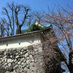 富山城址の桜：城と桜もこれまた、相性がいいですね。昔が偲ばれます。