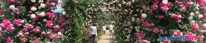 2017/6/10【信州中野のバラ祭り】バラ祭り会場の中野市一本木公園ではおよそ850種、2,500株のバラが咲きそろい、規模はおそらく信州一だと思われます。