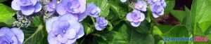 2017/6/30【庭のアジサイ】アジサイといえば鎌倉の明月院ですが、我が家の庭先にもほんのわずかながら地植えのアジサイが元気に咲きました。