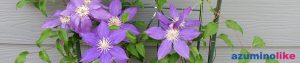 2017/8/5【庭のクレマチス】夏の花、クレマチス。ツル性植物の女王とも呼ばれるそうで、我が家では初夏と８月の２度咲きです。紫色の花が朝顔のようでイイですね。