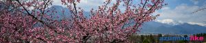 2020/4/4【池田町の桜便り】４月上旬、ソメイヨシノはまだですが、ピンクのしだれ桜はもう見頃でした。
