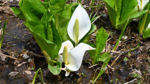 【奥裾10】水芭蕉の花は中心の緑色した棒状のもので、白いのは葉が変形した仏炎苞（ぶつえんほう）と呼ばれるものだそうです