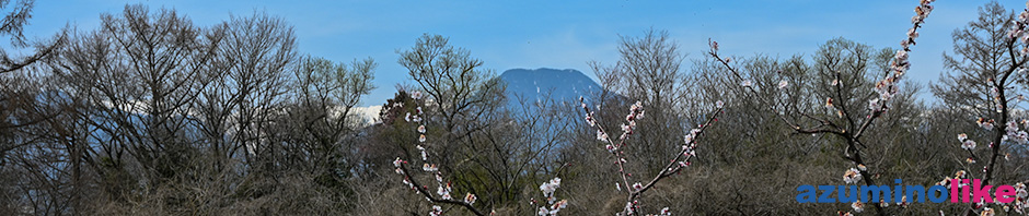 2021/3/27【春のそぞろ歩き】梅の花の先に有明山が見えました。