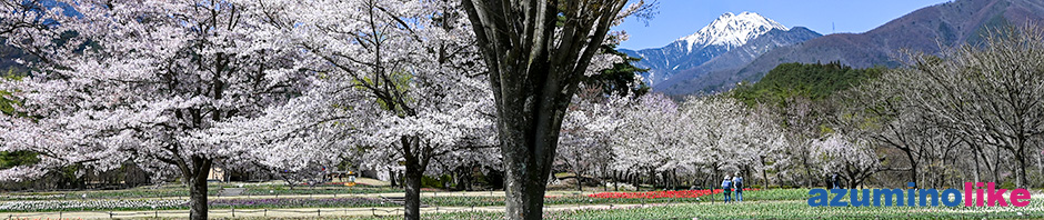 2021/4/10【桜とチューリップと常念と】国営アルプスあづみの公園・穂高地区の桜と常念岳がよくマッチしてました。