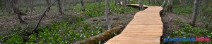 2021/5/12【北信の水芭蕉を巡って】戸隠の植物園内に咲くミズバショウです。３密状態でも花たちなら大歓迎です。
