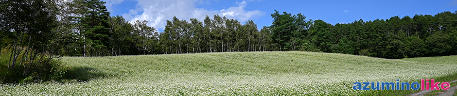 2021/9/6【 中山高原のソバ畑】ソバ畑として地元では知られた中山高原、畑一面に白い花が咲き、のどかな雰囲気でした。