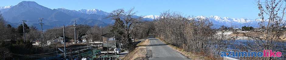 2021/12/9【 穂高川沿いのワサビ田】初冬のそぞろ歩きは風もなく、途中からは汗ばむほどで久しぶりのウォーキングを満喫しました。
