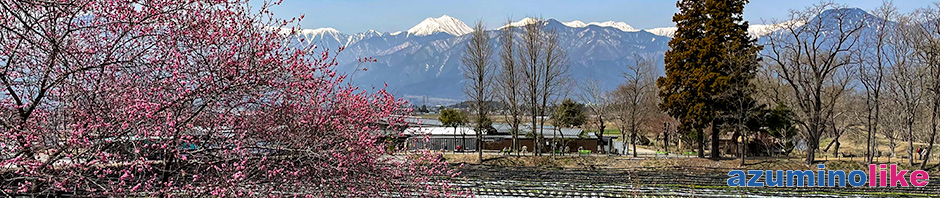 2022/3/25【山と梅の花】大王わさび農場に咲く梅と常念岳のコラボです。