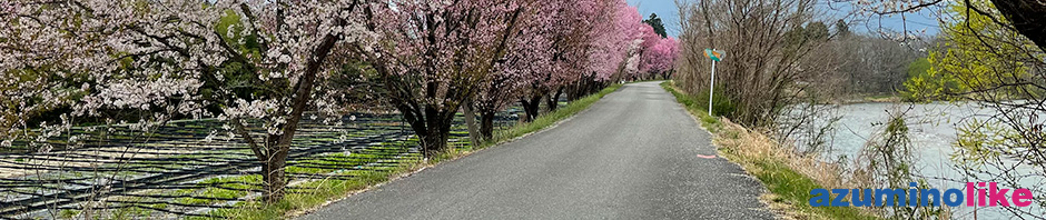 2022/4/14【道なりの桜】穂高川沿いの散歩コース、よく咲いた桜に目が奪われます。
