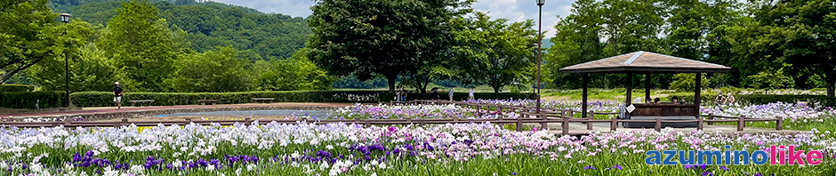 2022/6/17【安曇野市明科のアヤメ祭り】公園内のあやめが咲き乱れとても良い雰囲気でした。６月梅雨時によく似合いますね。