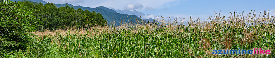 2022/8/29【とうもろこし畑】実のなったトウモロコシ畑と遠景の山とのコラボです。